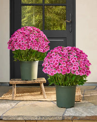 Bundle of Pink