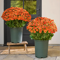 Bundle of Orange