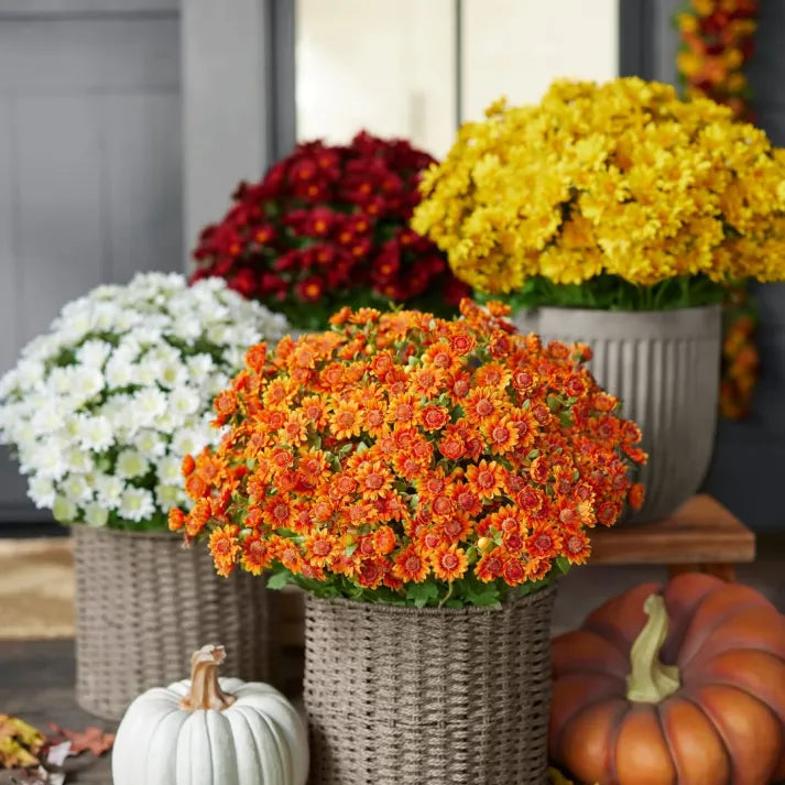 💥Last Day Each - Artificial Outdoor Sunset Mums Flowers - Waterproof, Windproof